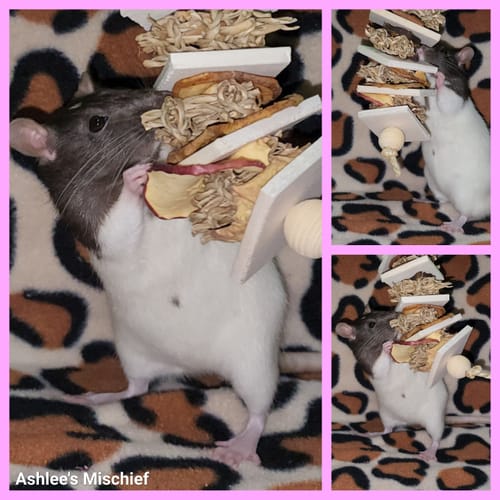 Customer photo review of Treat Kabab