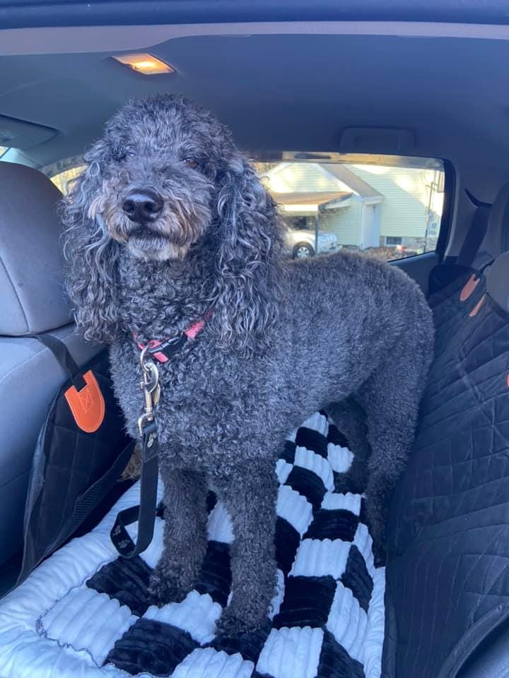 Customer photo review of DoggyKings™ Heavy-Duty Dog Car Seat Cover
