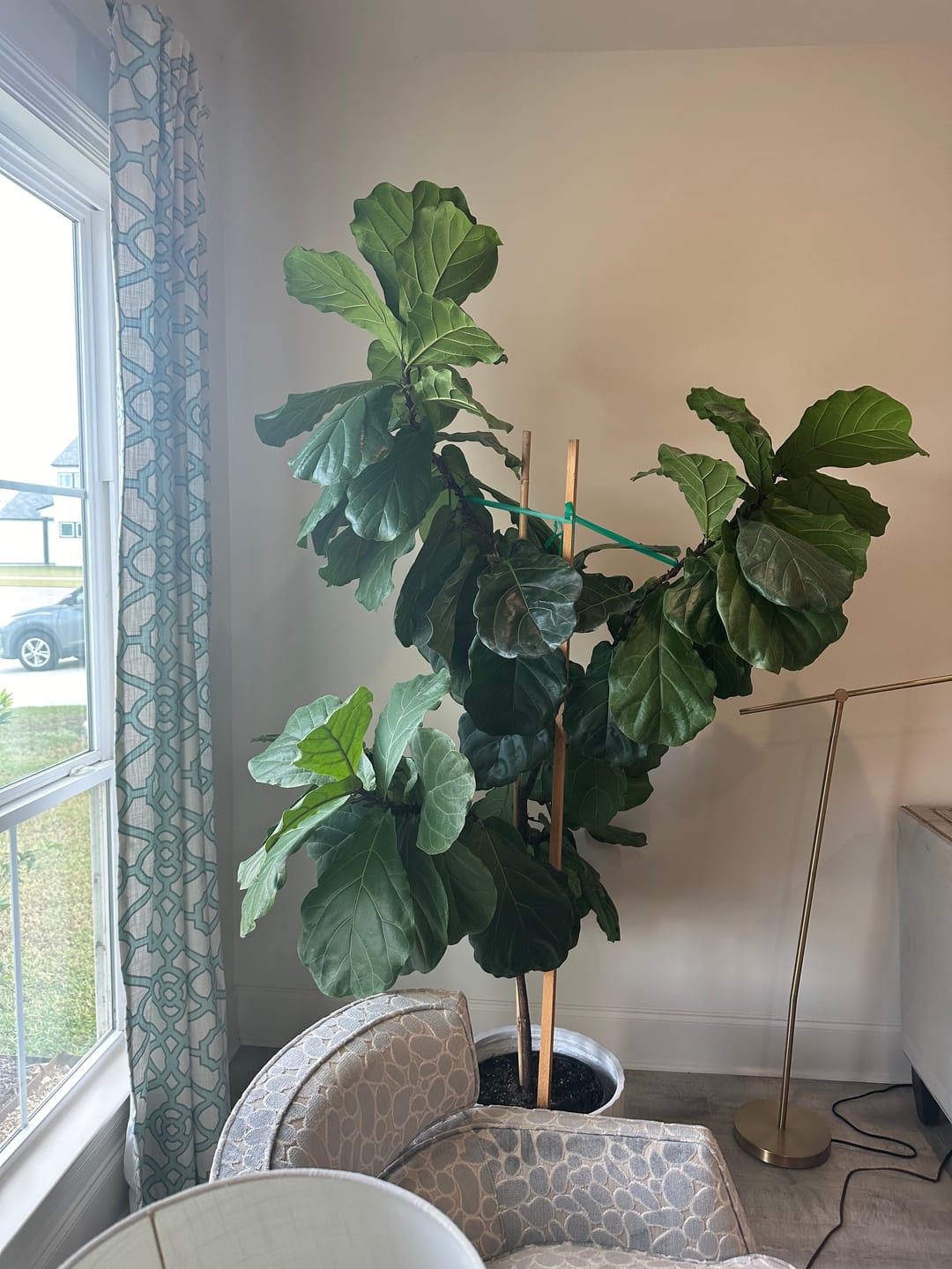 Customer photo review of Fiddle Leaf Fig Guide