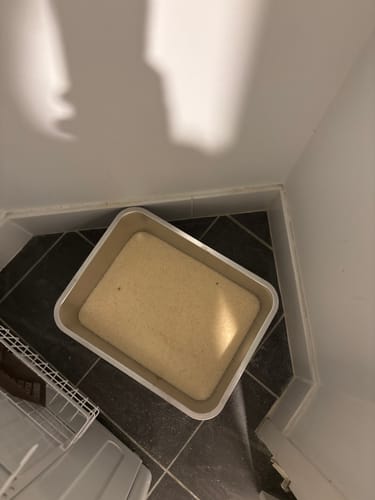 Customer photo review of 3 Month Supply - 1 Cat