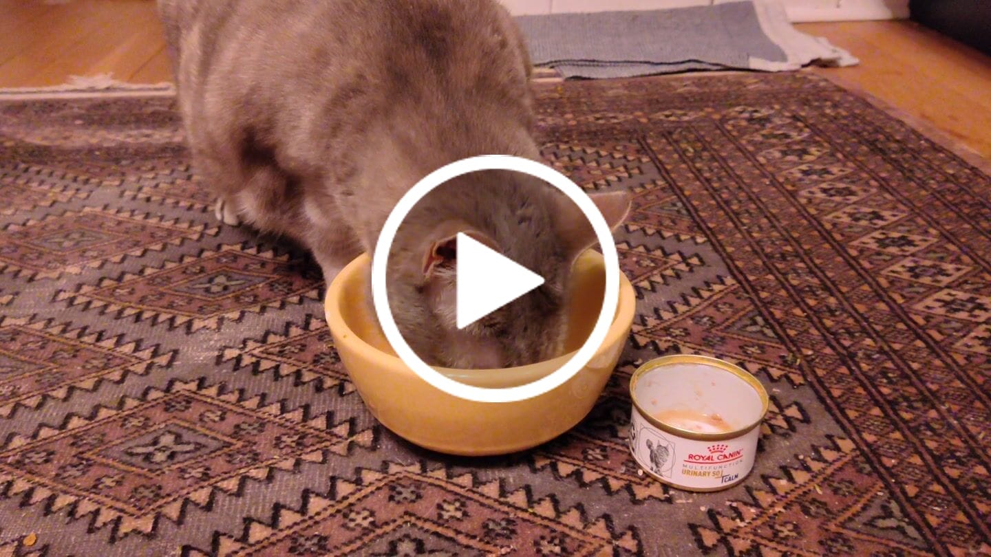 Customer video review of Royal Canin Veterinary Diet - Feline Urinary SO + Calm Canned Cat Food 3 oz.