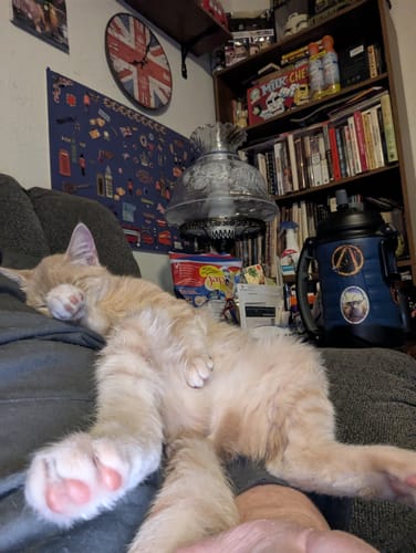 Larry M. review of SPEEDY TAIL 2.0 image 1 out of 1