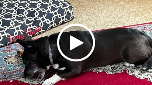 Customer video review of Medium Ostrich Cane (10" x 3"): The Long-Lasting, Flavor-Packed Chew for Medium & Large Dogs