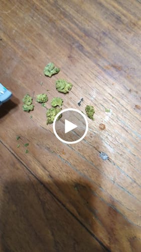 Customer video review of Greenhouse Smalls