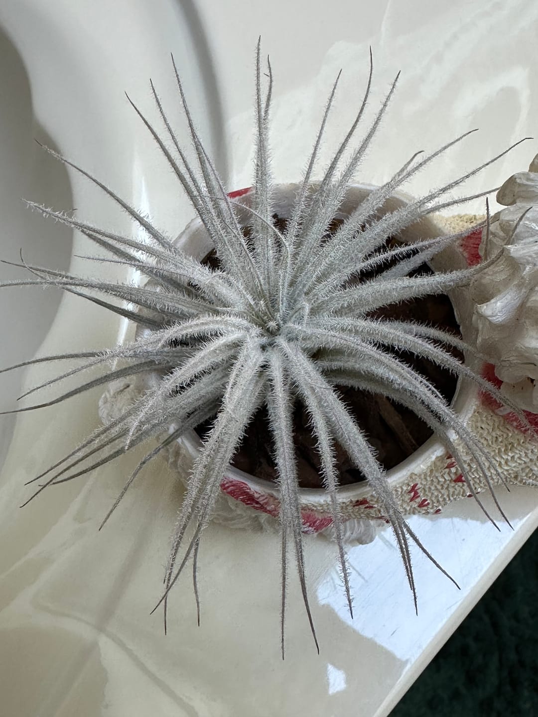 Customer photo review of Tectorum Ecuador  (AKA Snowball)