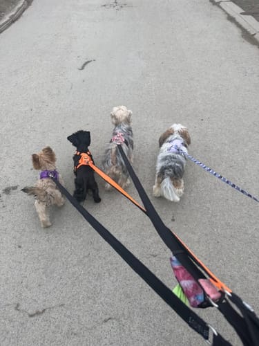 Customer photo review of Step in Harness | XS-M Breeds - Purple