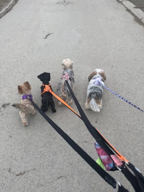 Customer photo review of Step in Harness | XS-M Breeds - Purple