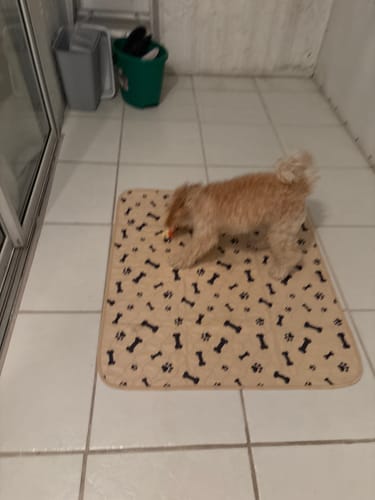 Customer photo review of Potty Buddy™ - The Durable Leak-Free Potty Pad