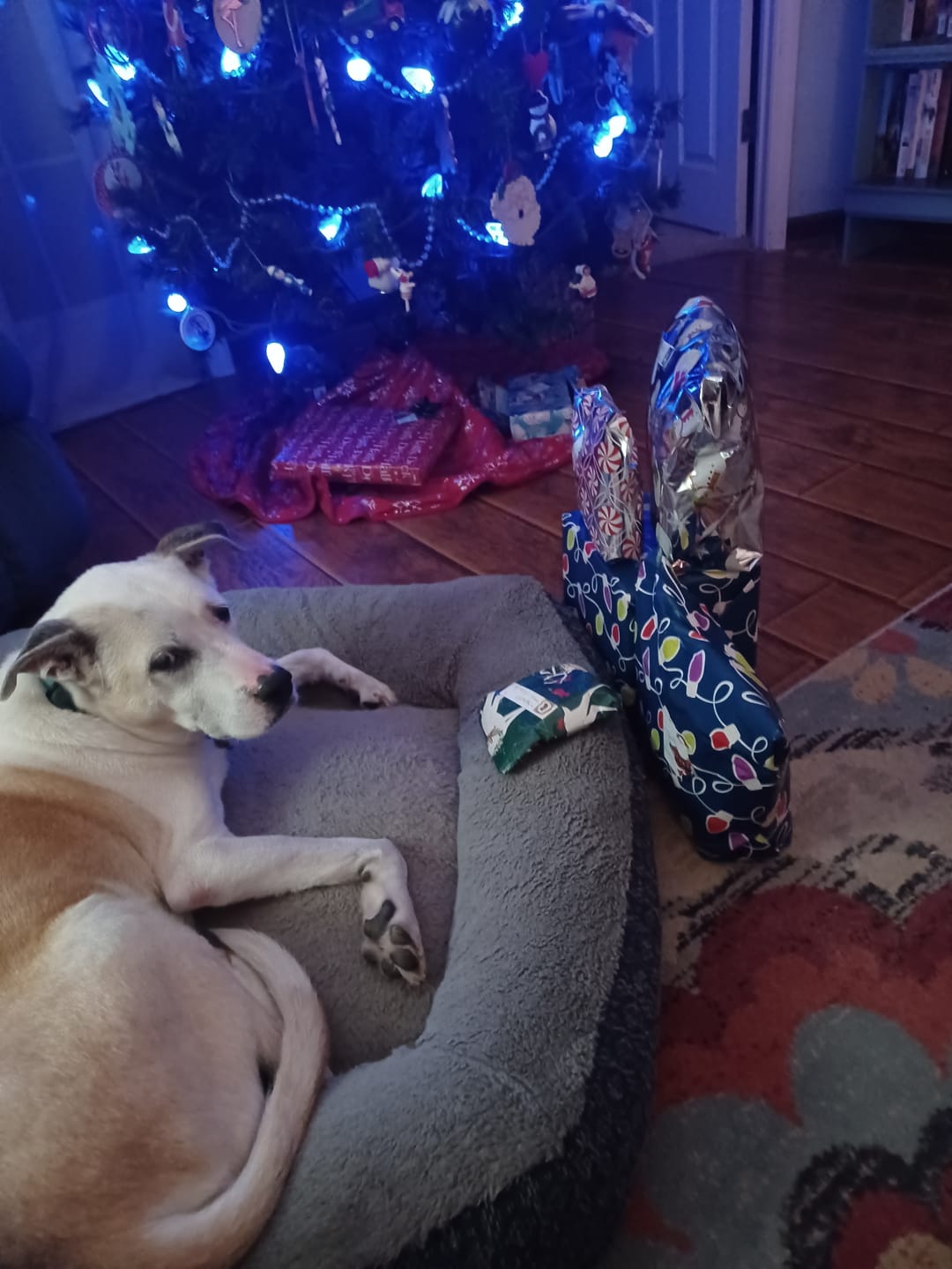 Customer photo review of Daily Support CBD Oil for Pets Over 20lbs
