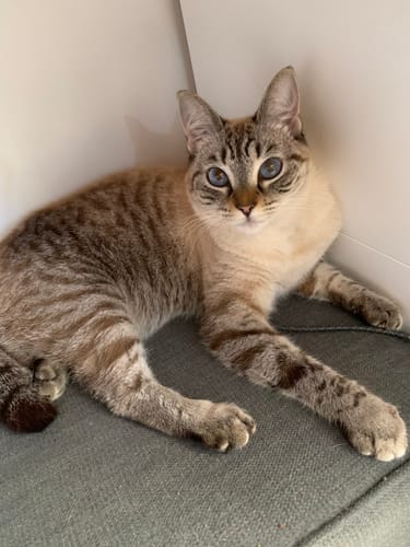 Avis photo d'un client sur Pâtée Chat Stérilisé Sans Céréales - Poulet