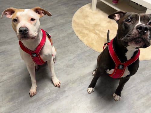 Customer photo review of Slip on Harness | Foam Padded - Red