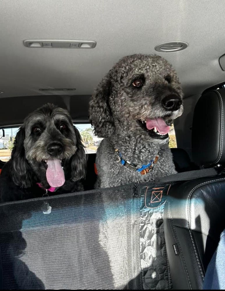 Customer photo review of DoggyKings™ Heavy-Duty Dog Car Seat Cover