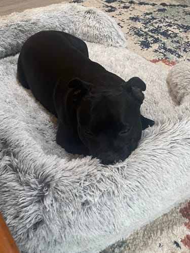 Customer photo review of PaWz Premium Pet Orthopaedic Bed