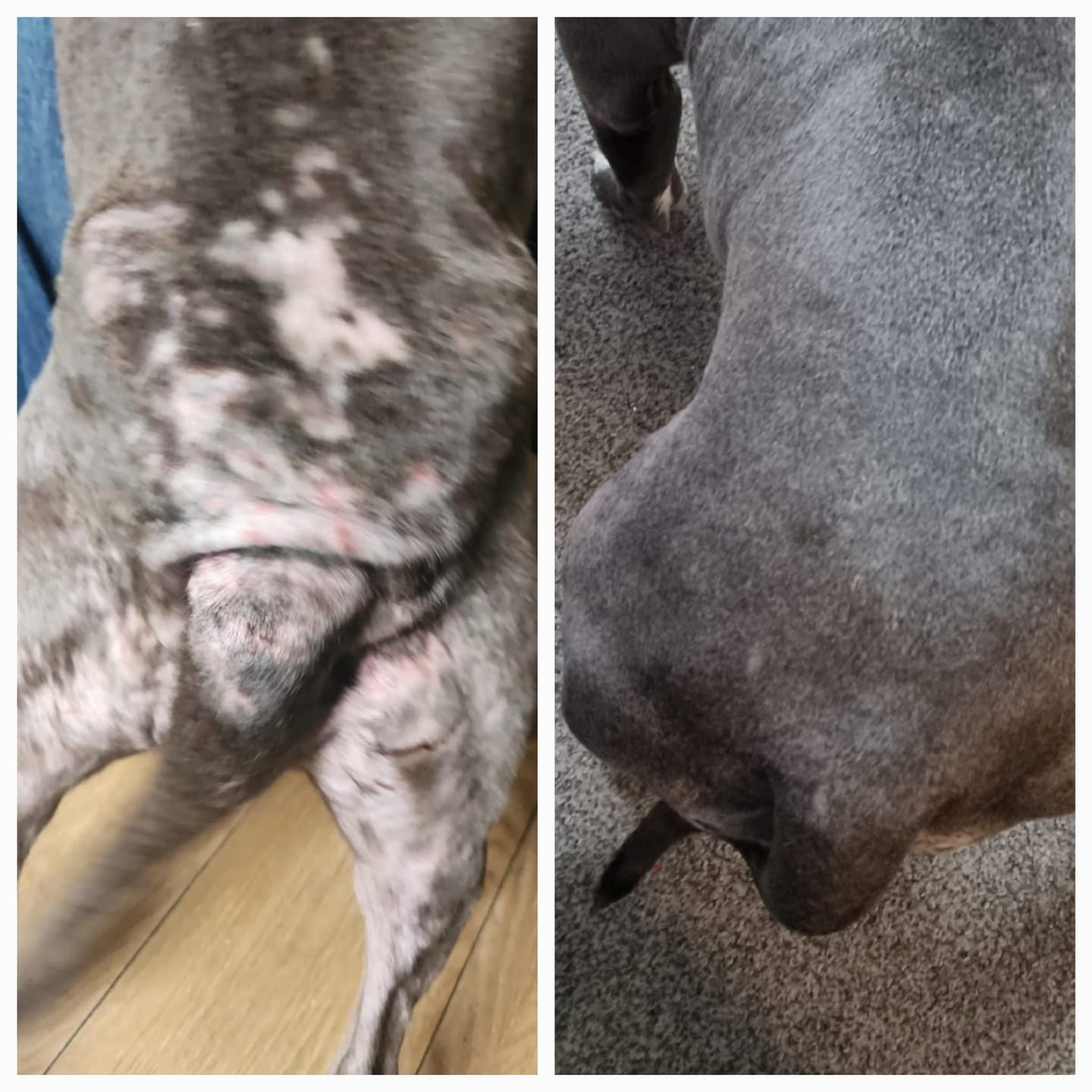 Customer photo review of Dog Skin & Coat Bundle