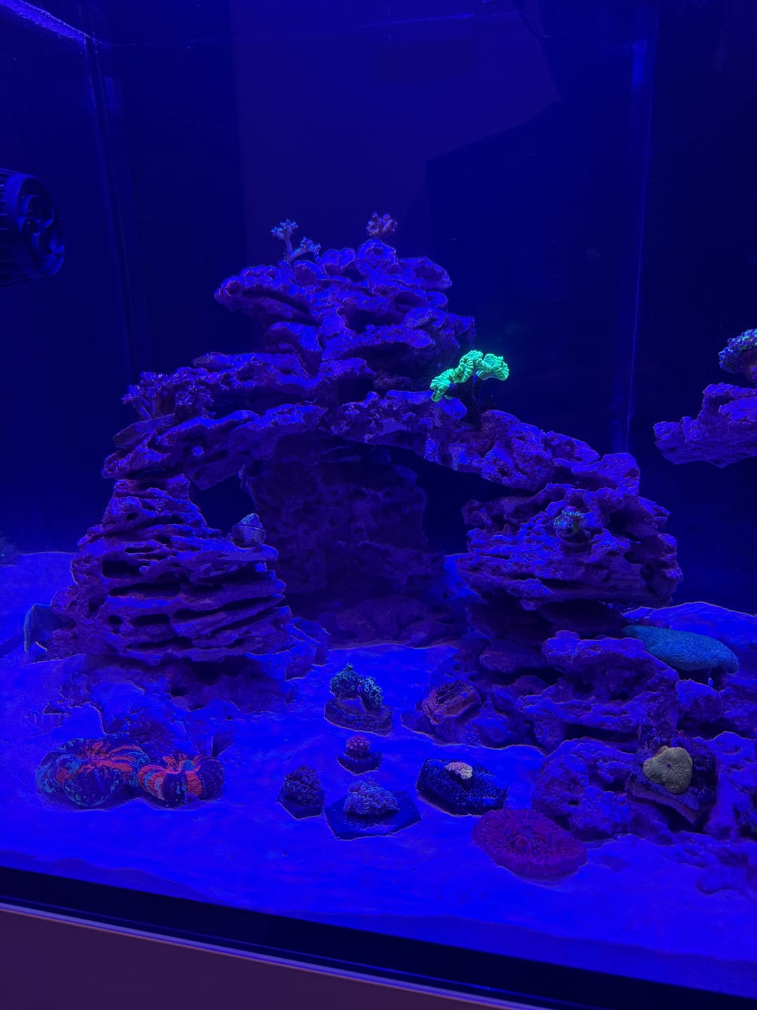 Customer photo review of Instant Hold Aquascaping Glue
