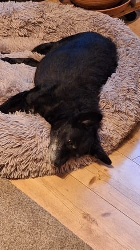 undefined review of Puppery Hundebett Wolke 7 - Das Original image 1 out of 3