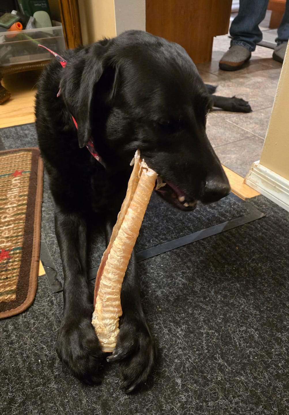 Customer photo review of 12 Inch Beef Trachea