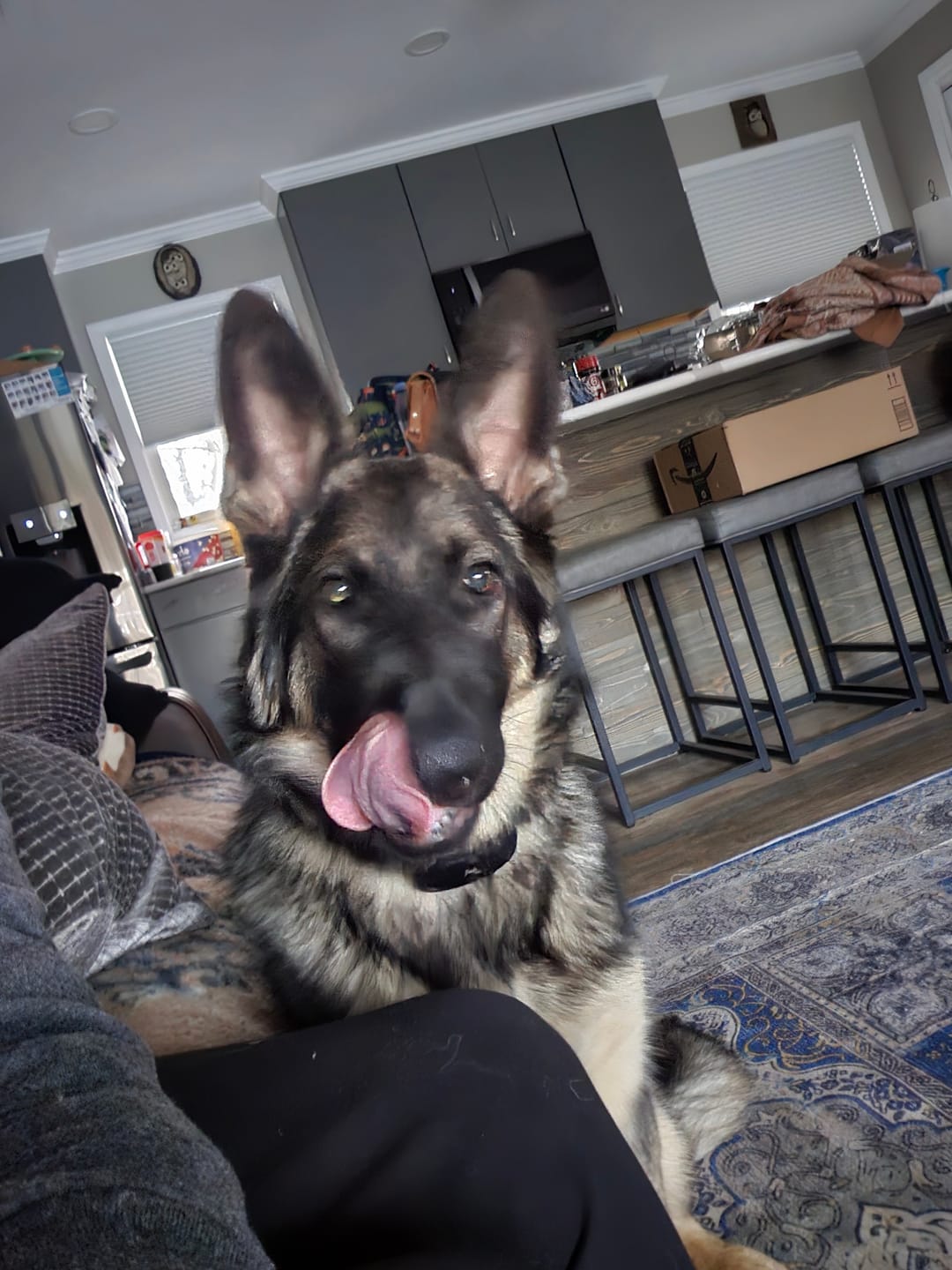 Customer photo review of Himalayan Yak Cheese Chew Dog Treat