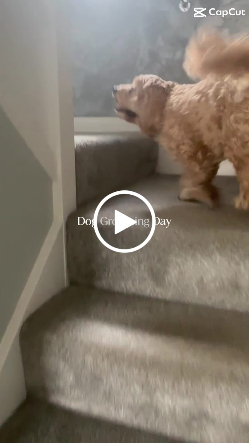Customer video review of 3 in 1 Tangle Tame Dog Shampoo, Conditioner & Detangler