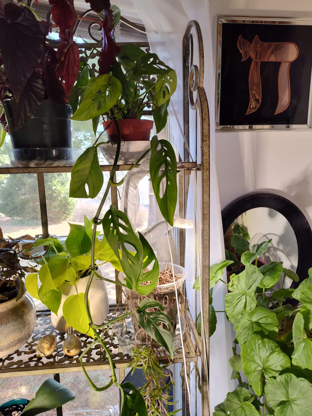 Customer photo review of Monstera adansonii Narrow Leaf
