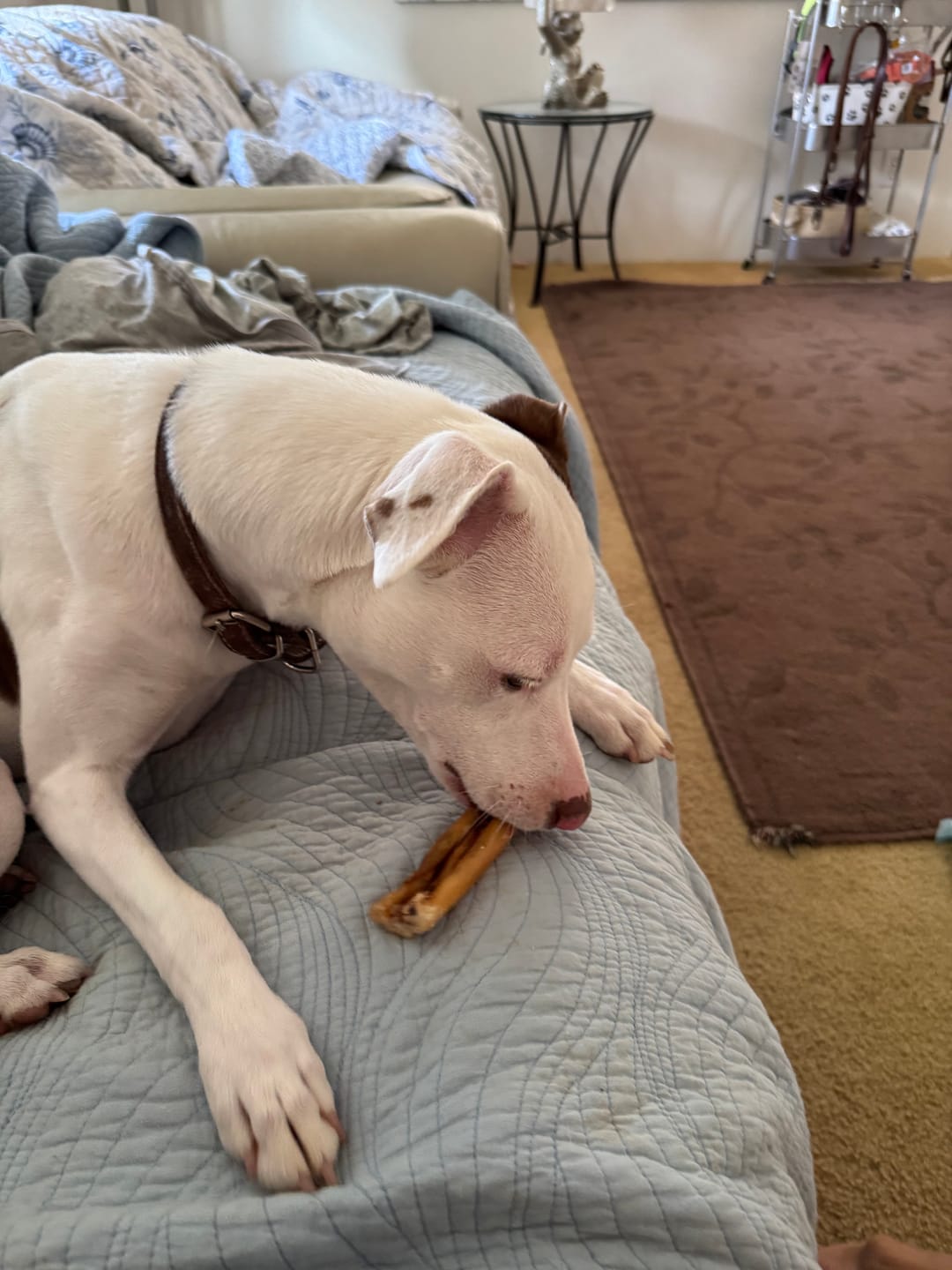 Customer photo review of 6 Inch Power Bully Sticks