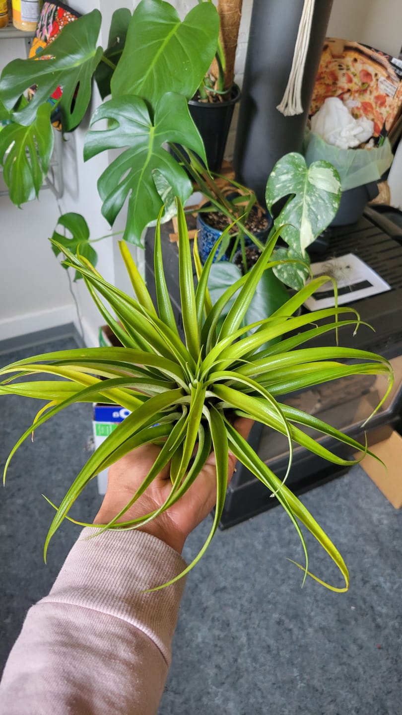 Customer photo review of X Betty  (xerographica x brachycaulos)  *Cannot Be Shipped Internationally*