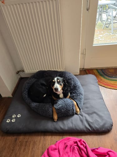 Customer photo review of Puppery Hundebett Wolke 7 - Das Original