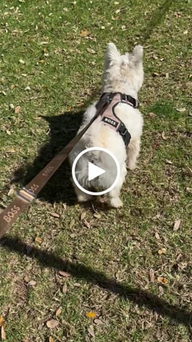 Customer video review of Dog Essentials Leash