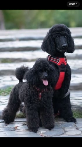 Customer photo review of FunFunPet 高機能ハーネス（お名前タグ作成サービス付き）