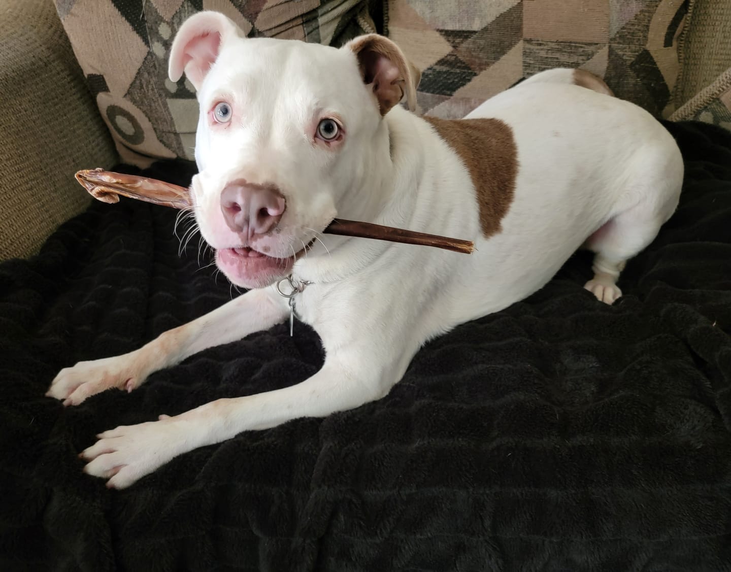Customer photo review of 12 Inch Extra Thick Bully Sticks