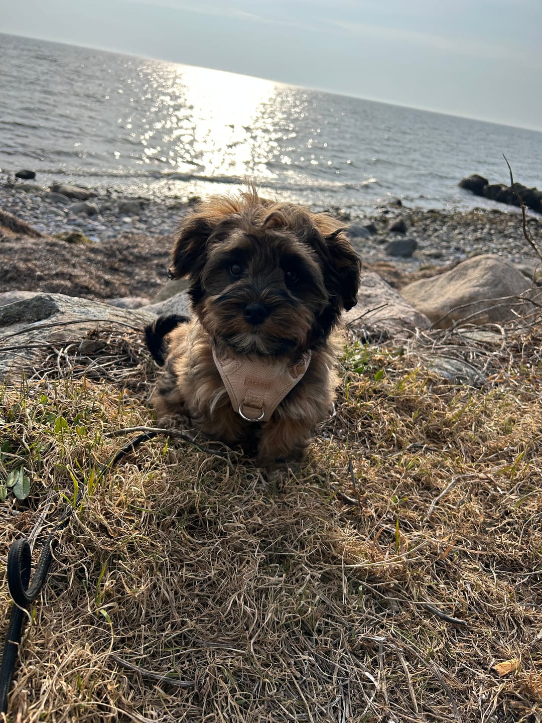 Customer photo review of Staey - Elma Hundesele, Light Rose