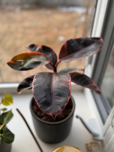 Customer photo review of Plant Food