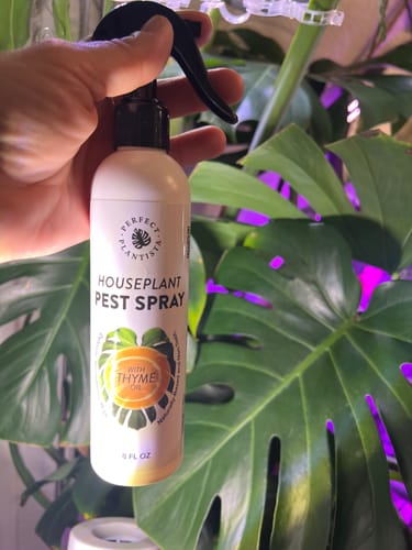 Customer photo review of Houseplant Pest Spray