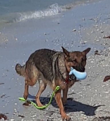 Customer photo review of Gnaw Guard Foam Toys