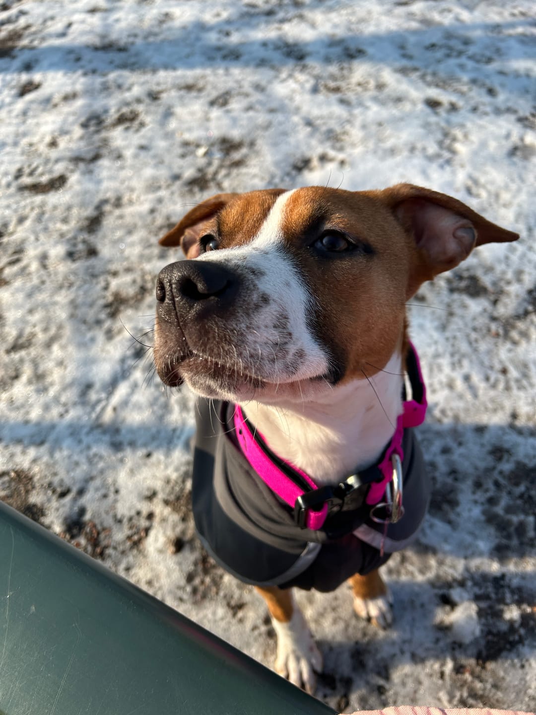 Customer photo review of 4cm Combat® Collar | With Handle & Rated Clip - Magenta