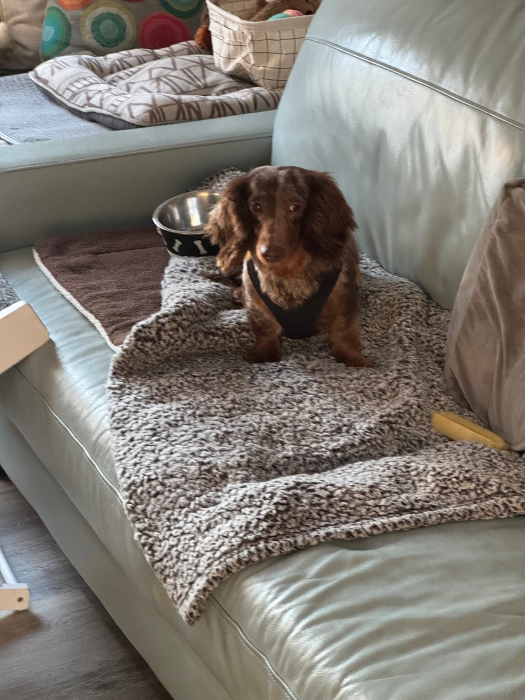 Customer photo review of Bully Bunches Puppy Pack