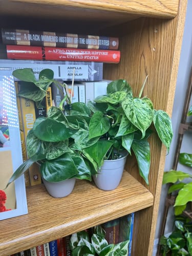 Customer photo review of Philodendron hederaceum variegated