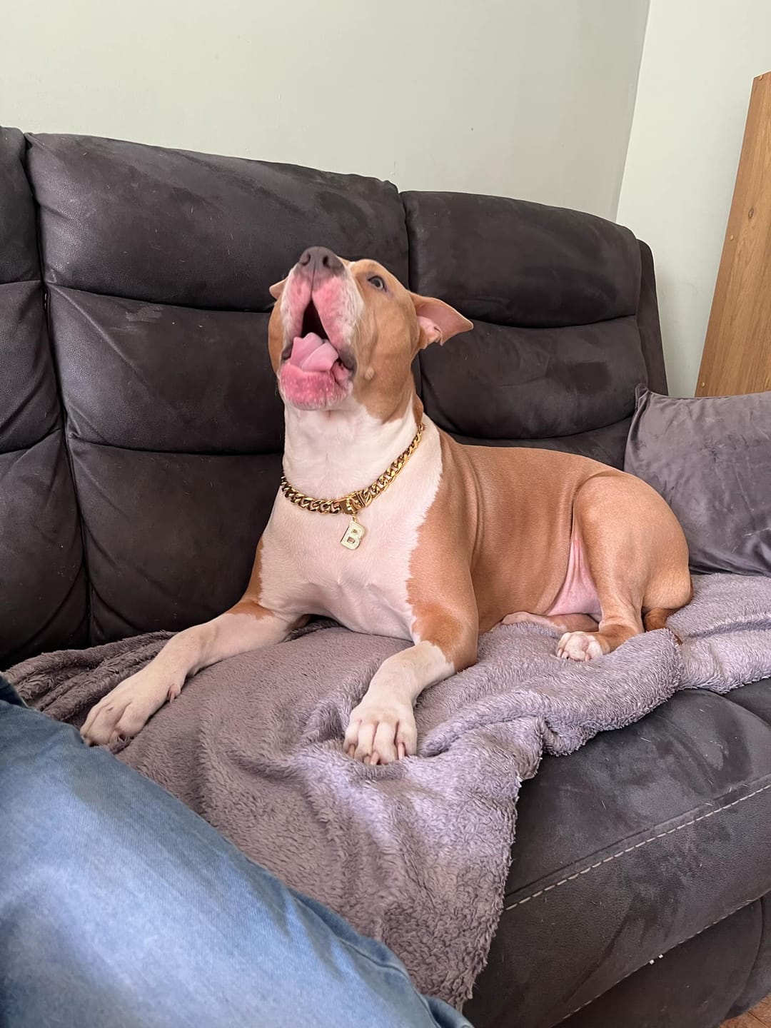 Customer photo review of Gold Chain Dog Collar 20mm