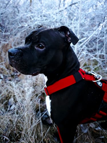 Customer photo review of Training Anti Pull TRI-Harness® | M-XL Breeds - Red