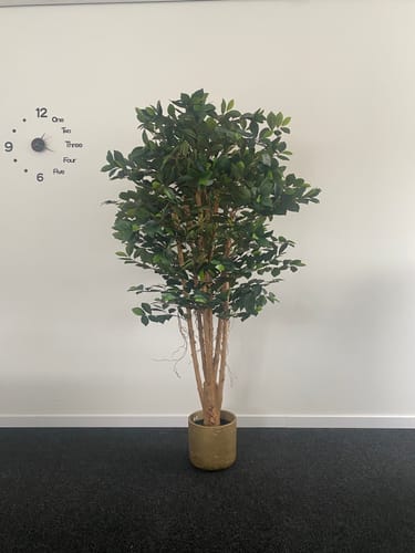 Customer photo review of Ficus Kunstplant 180cm