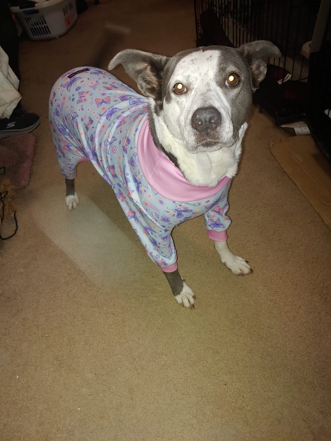Customer photo review of Dog Pajama - Butterfly