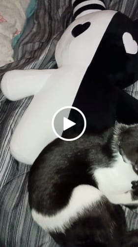 Customer video review of Rabbit Plushie – Black/White (20”)