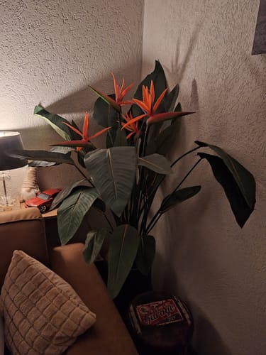 Customer photo review of Strelitzia Kunstplant 120cm met bloem