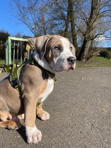 Julia S. review of Anti Pull Harness | With Handle & Lighter | Hurricane Harness - Olive Green image 1 out of 4