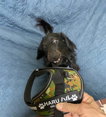 Customer photo review of FunFunPet 高機能ハーネス（お名前タグ作成サービス付き）