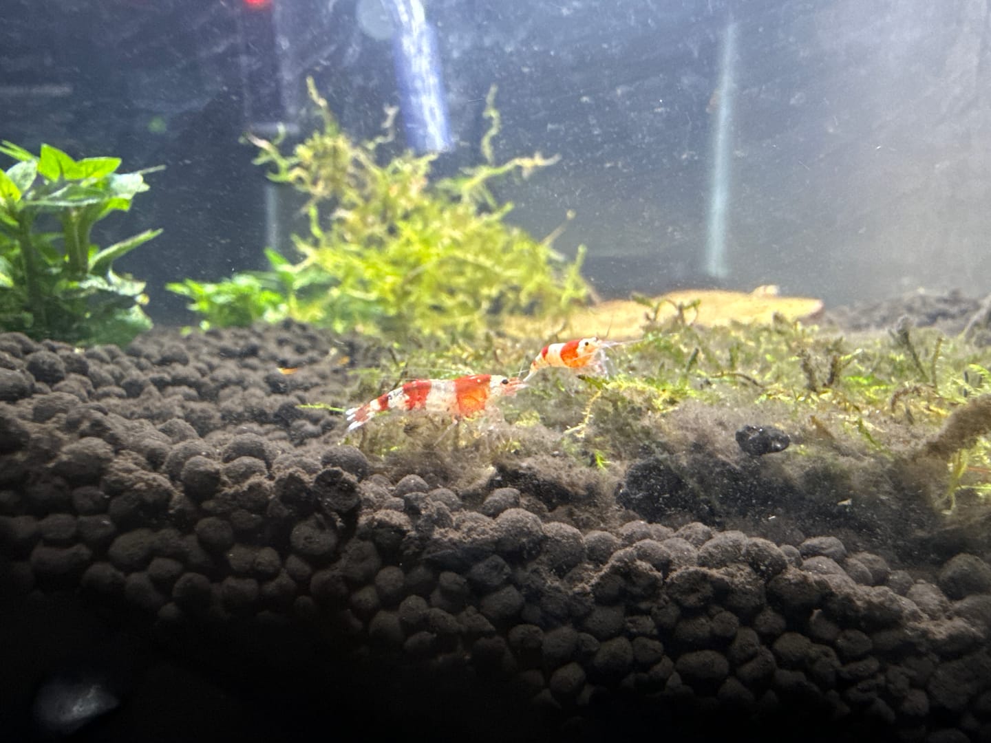Customer photo review of Crystal Red Shrimp