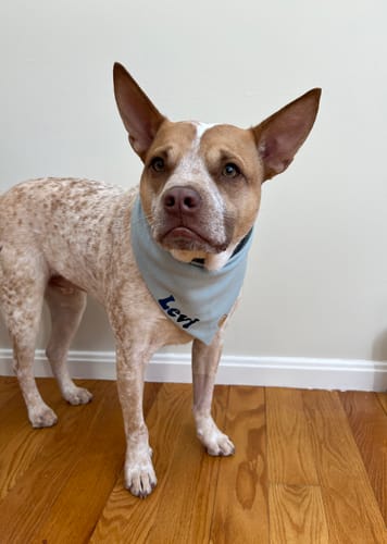 Customer photo review of Custom Name Embroidered Bandana