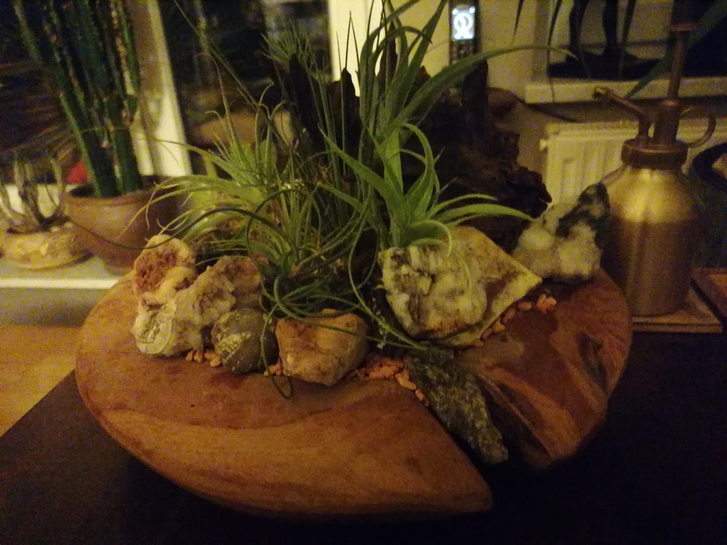 Customer photo review of Tillandsia harrisii