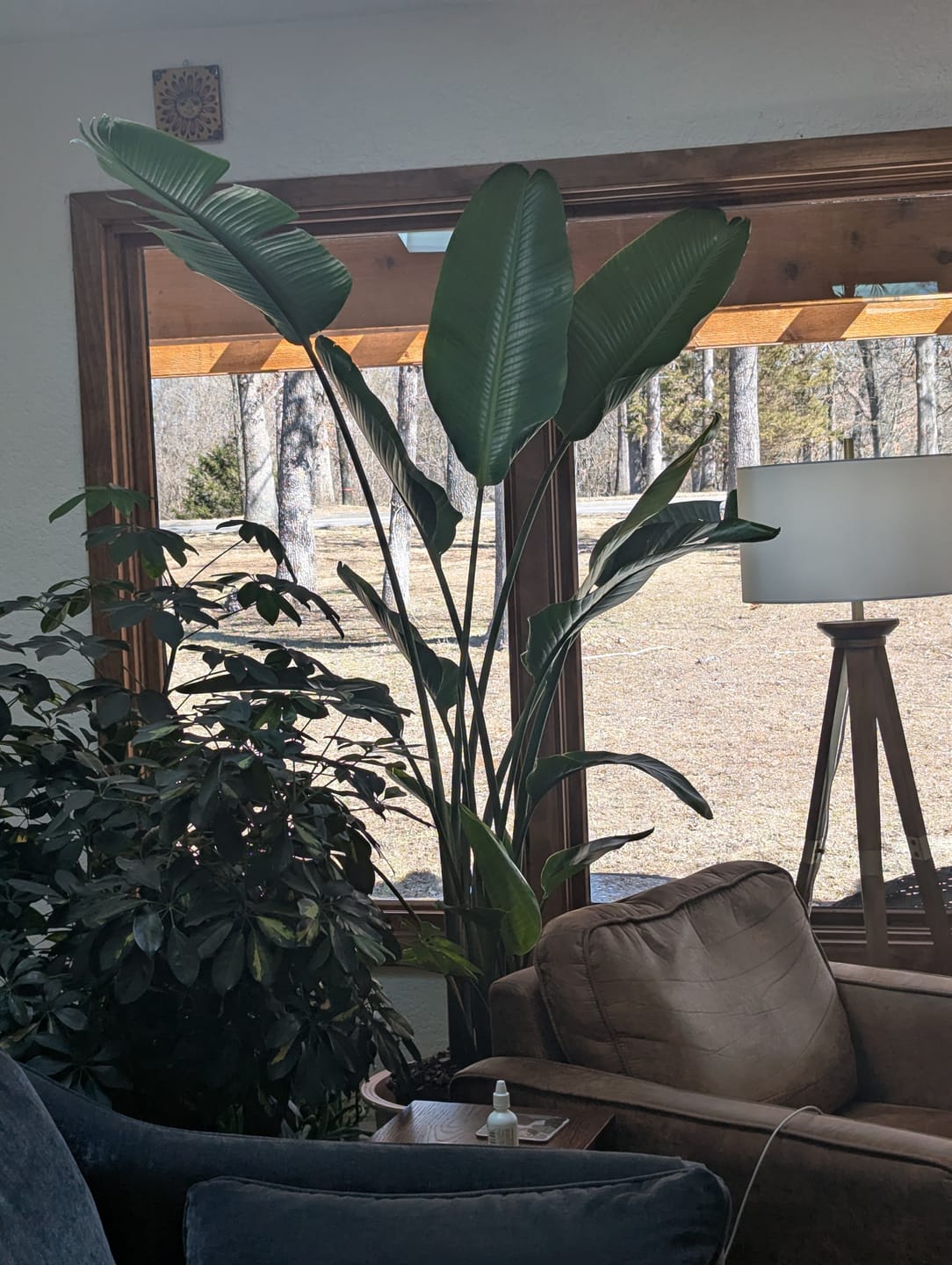 Customer photo review of Bird of Paradise White, Strelitzia Nicolai