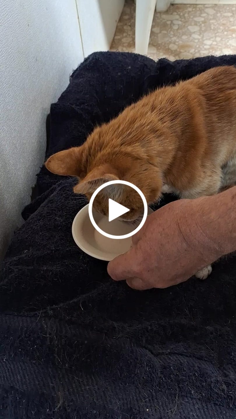 Customer video review of Royal Canin Renal Support Liquid Feline 4pack